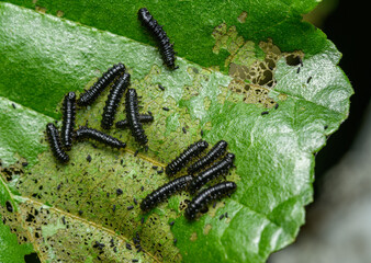 small black carerpillars on a leaf