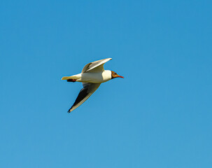black-headed gull (Chroicocephalus ridibundus) in flight
