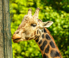 giraffe portrait in detail next to trunk in mesh