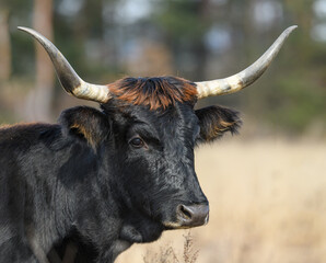 wild tauros, aurochs-like cattle portrait