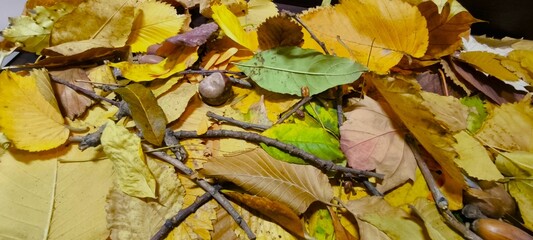 Autumn collection of colorful leaves, acorns, chestnuts, bark and natural textures