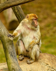 barbary macaque (Macaca sylvanus) sitting