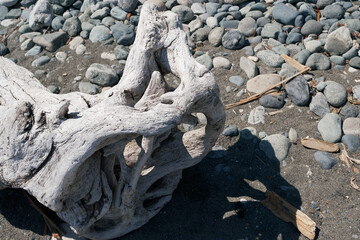Large driftwood logs scattered along the sandy beach with ocean waves in the background in Victoria, Vancouver Island, Canada.