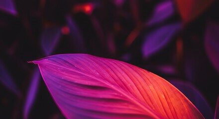Vivid Magenta and Orange Leaf Veins Illuminated Against Dark, Moody Background