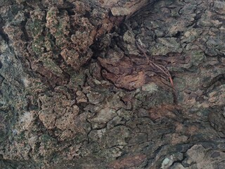 Close-up of an old, aged and cracked tree's bark texture in black and white. Abstract natural full frame textured background.