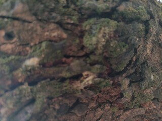 blurry photo depicts the texture of the fabric, aged and cracked tree's bark texture in black and white. Abstract natural full frame textured background.
