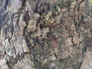 Close-up of an old, aged and cracked tree's bark texture in black and white. Abstract natural full frame textured background.
