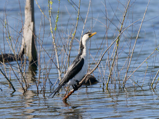 Little Pied Cormorant, little shag or kawaupaka (Microcarbo melanoleucos) perched on a branch with water view in background.