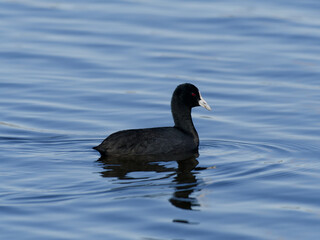 Eurasian Coot or Australian Coot (Fulica atra) swimming alone on a lake