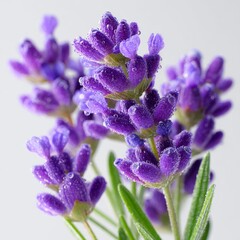 Obraz premium Close-up of purple lavender flowers with water droplets, showcasing vibrant petals and natural beauty of the aromatic herb.