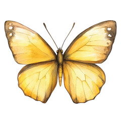 Fototapeta premium Yellow butterfly isolated on transparent background