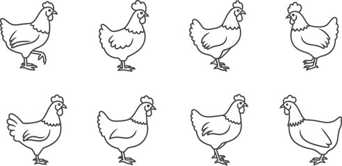 Obraz premium Vector art of collection of chicken poultry farm animal in line art style, hen, rooster, chick, feather, wing, beak, crest, wattle, claw and foot