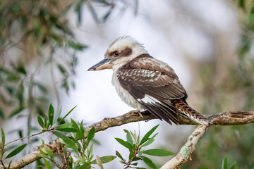 Laughing Kookaburra perched on a tree branch
