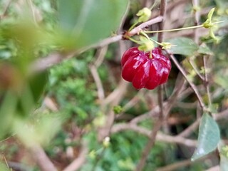 Macro shot of a ripe red Dewandaru (Eugenia uniflora) fruit hanging on branch with natural background.