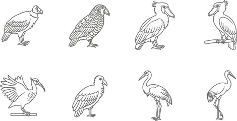 Vector art of a collection of different bird species, including condor, owl, eagle, stork, and ibis in vector format for design and illustration