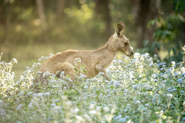 A kangaroo amongst the wild flowers in the early morning