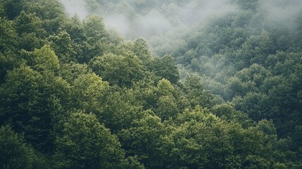 Misty forest canopy. Lush green trees cover a hillside blanketed in fog