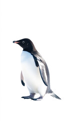 Close - up of penguin against white background