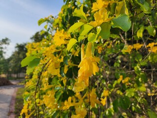 Bright Yellow Flowers in Bloom on a Green Bushy Background