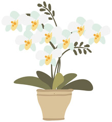 Moth Orchid Flower in a Pot