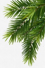 Fototapeta premium Vibrant green palm fronds against white background