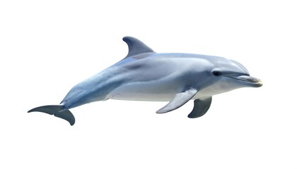 Obraz premium Bottlenose Dolphin Ocean Animal.