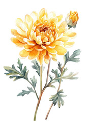 Yellow chrysanthemum flower with bud and leaves, isolated on transparent background
