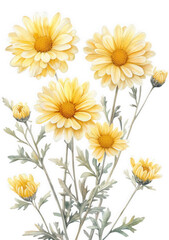 Cluster of yellow chrysanthemums with buds and leaves, isolated on transparent background