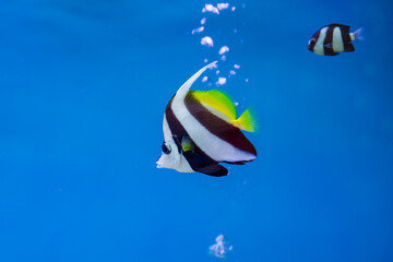 Striped bannerfish swimming in clear blue water. A black and white striped bannerfish with a yellow dorsal fin glides gracefully in a clear blue aquarium, with another fish blurred in the background.