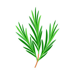 Fototapeta premium rosemary isolated on white background