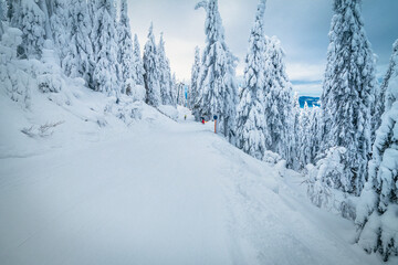 Snow covered pine trees and narrow ski track