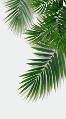 Close-up of vibrant palm fronds against a light background.  Sharp, defined  tropical leaves, casting subtle shadows