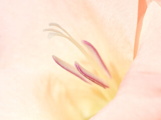 The heart of gladiolus