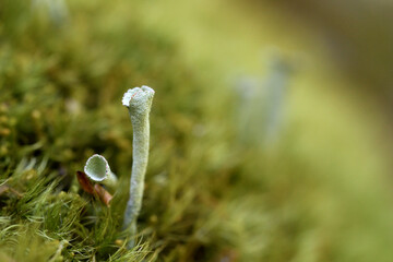 Cladonia