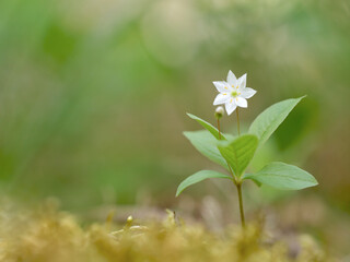 Primula in the forest