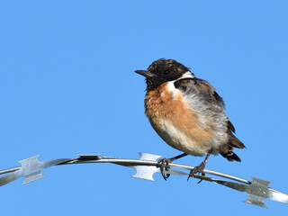 Young Siberian Stonechat