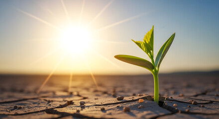 Green plant sprouting from dry soil under bright sunlight  