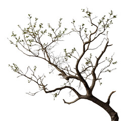 Autumn tree isolated on transparent or white background, png