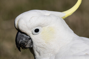 Portrait of an Australian Sulphur-crested Cockatoo