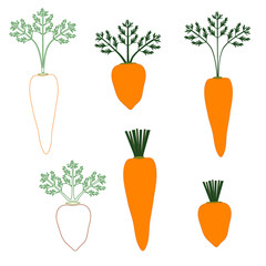 Carrot Set – Various Shapes and Leaf Tops | Vegetable Illustration | PNG