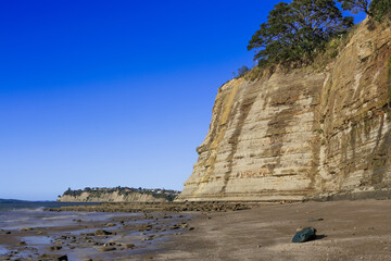 Layered coastal cliffs at Long Bay, Auckland