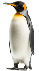Close - up of King Penguin against white background