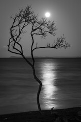 Black and White Silhouette of a tree against the moonlit ocean at night 