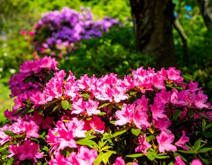 Fototapeta premium Vibrant pink flowers in full bloom, contrasted by blurred purple flowers and a tree trunk in the background