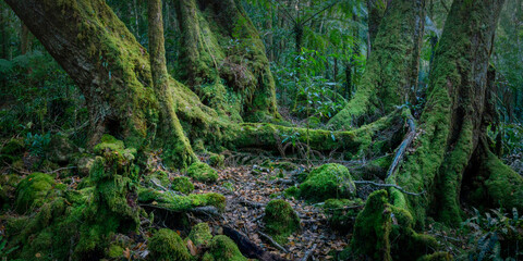 green moss covering an antarctic beech tree in the forest