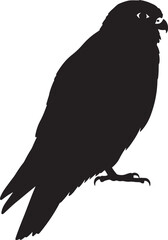 Silhouette of a striking peregrine falcon perched majestically bird of prey hunting and wildlife