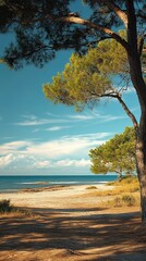 Sunny beach scene with pine trees