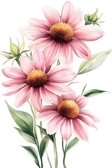 Pink echinacea flowers isolated on transparent background