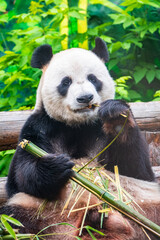 Obraz premium The Giant Panda Bear sits while eating a bamboo stalk