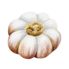 Garlic bulb watercolor illustration isolated on white. Hand drawn realistic raw vegetable clip art in gray pink colors for spices and food cooking designs